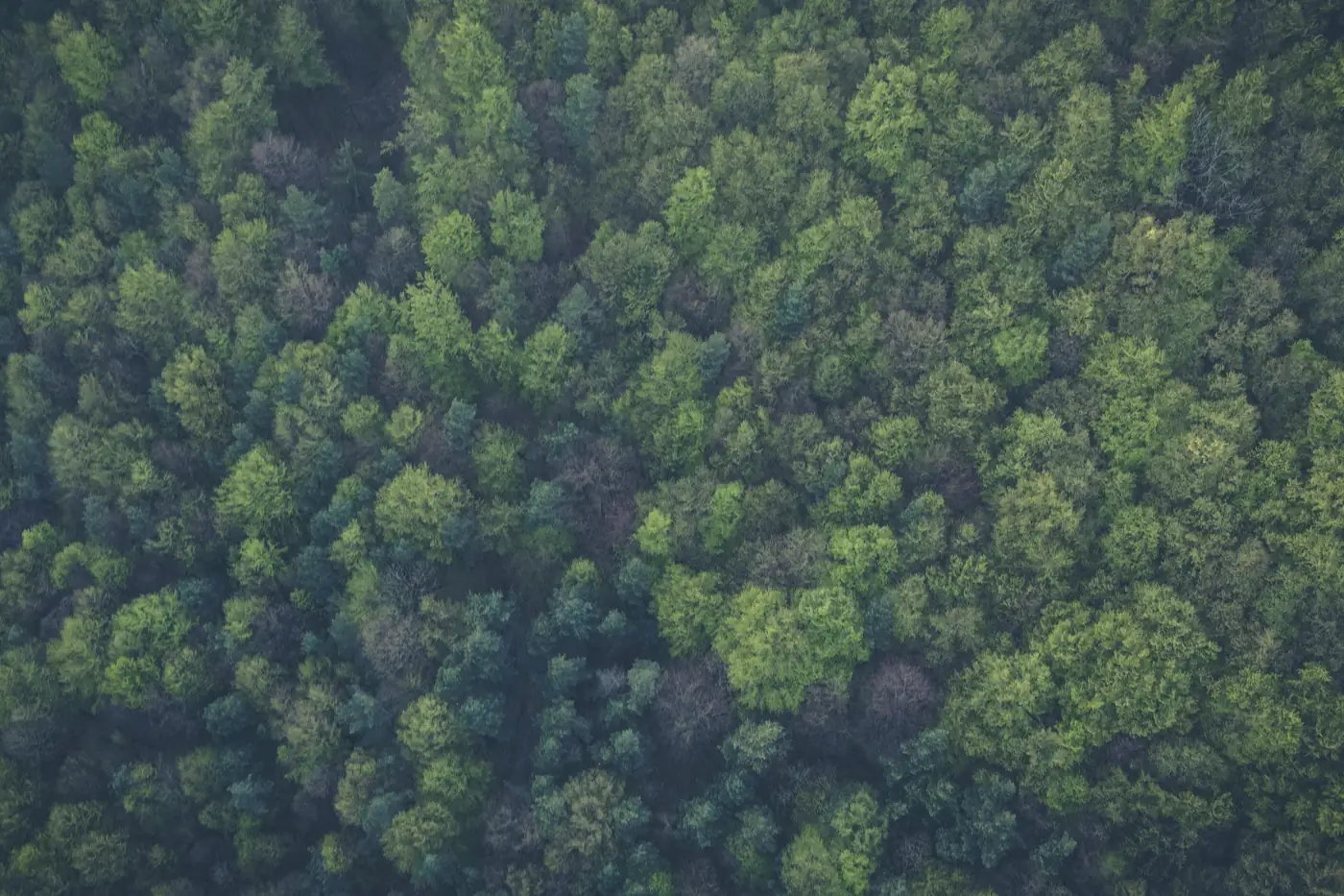 Aerial view of a forest