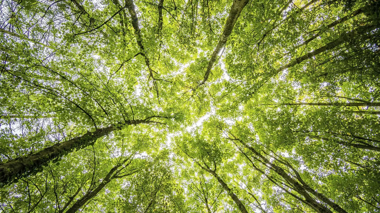 Tree canopy seen from below, towards the sky