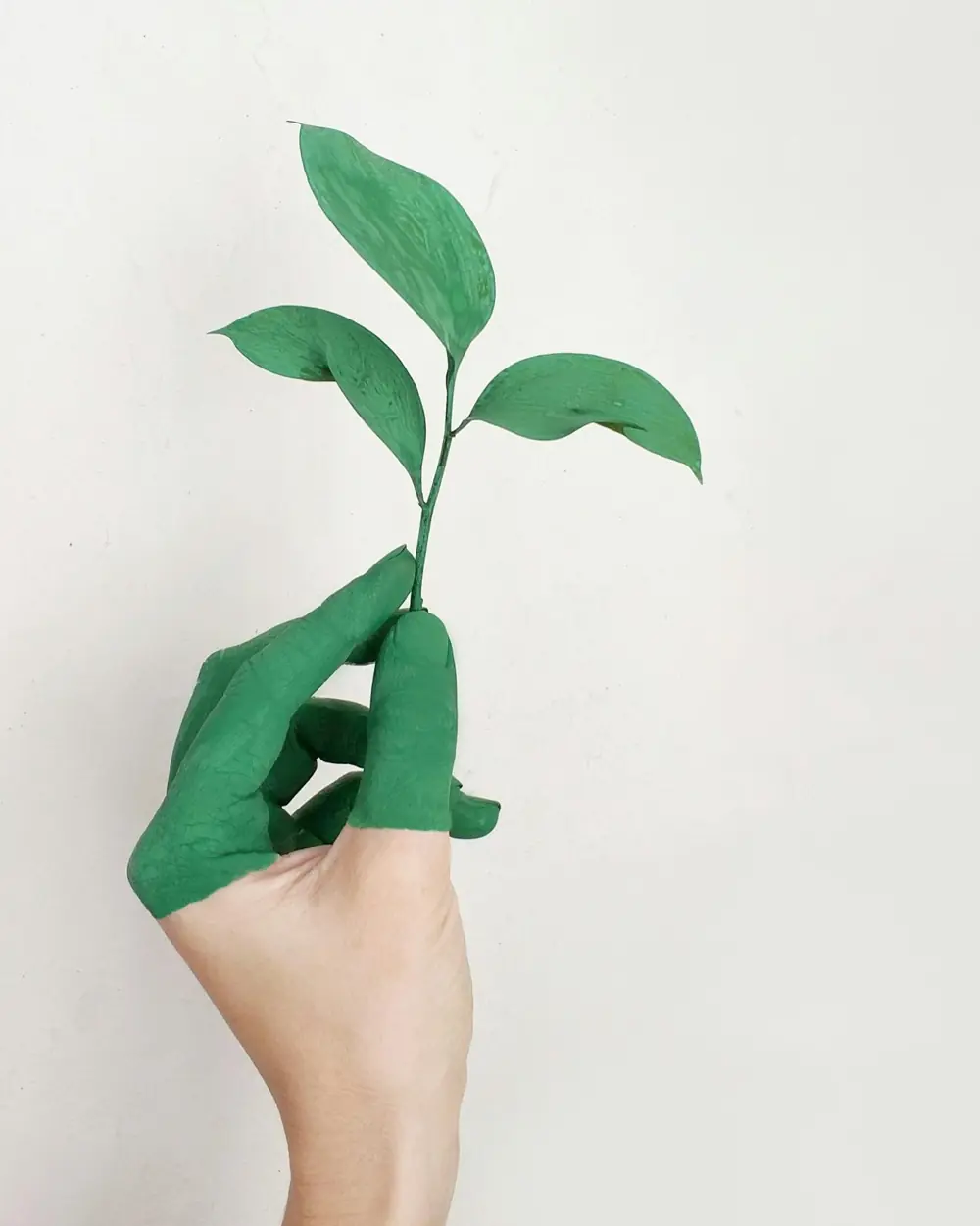 Hand holding a green plant